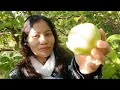 Petik & cobain 3 jenis apel liar di pinggir jalan buahnya melimpah dan panen sepuasnya sampai kalap