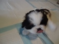 5 Week Old Pekingese Puppies