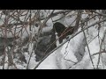 Камышница зимует в Санкт-Петербурге. The moorhen winters in St. Petersburg.