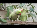 Lovely Ringneck parrot greeting baby parrot || New member of Mitthii parrot I  Urdu&Hindi