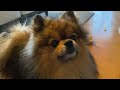 Hendo trying to make asmr video #shorts #asmr #funny #dog #pomeranian