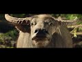 Dundee | official trailer #2 & waterbuffalo scene (2018)