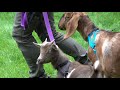 Tiny Goats Visit Elephants