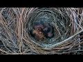 Extraordinary Process of American Bluebird Eggs Hatching