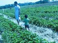 Ekadh - Strawberry Picking at the WillowCreek