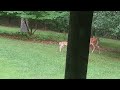 Looking out the kitchen window