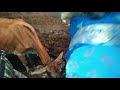 new born cow baby at bhopal || little calf || state new version