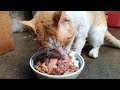 저녁밥 먹으러 길고양이가 찾아 옴~ / A street cat came for dinner.