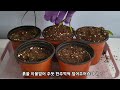 먹고남은 망고씨앗 망고나무로 키우기 ,grow mango seed