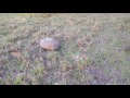 Tortoise Friend on the Move