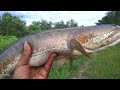 PECAH REKOR PRIBADI CASTING GABUS TERBESAR || GIANT BIG SNAKEHEAD