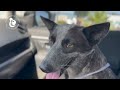 Blue Heeler Mix Found in Desert Missing One Leg