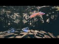 Amaze Fish 010 - Neon Tetra