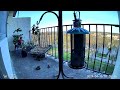 Adorable House Sparrow Battle | 4/16/2024