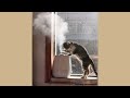 Funniest Animals 2024 🤣😅 New Funny Cats and Dogs Videos 😸🐶