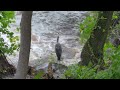 Great Blue Heron on Blackstone River