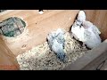 Baby Birds Eat Morning Glory and Visit the Breeding Nest
