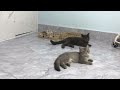 When a silly Cat becomes your best friend😻🐕‍🦺The funniest animals and pets 🤔Part 23