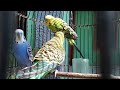 Parakeets are beautiful and make loud noises