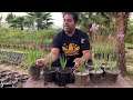 Growing Garlic Lily | How to grow and care garlic lily flowering plant | Tulbaghia Lily plant
