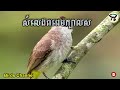 សំទ្បេងសត្វពពេចក្បាលស | Yellow-vented Bulbul | bird sound very good clear