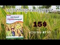 #សង្កើចខ្មៅ បំផ្លាញលើដំណាំស្រូវ🌾🪲