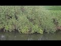 Fishing the river Swale, Pickhill.