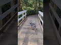 Puppy Trail Along the Lake