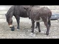 Mule, Donkey and Rabbit
