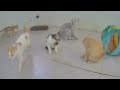 You Laugh You Lose 🤣😂 Funny And Cute Animal Videos 2024 🐕