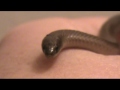Rough Earth Snake (Virginia striatula) Aug 2011