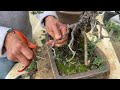 How to Improve an Old Procumbens Nana Bonsai in a Shallow Pot