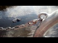 Feeding gators swamp crack (Marshmellows) in Louisiana