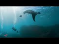 4K Underwater Ocean Swim with Giant Manta Rays | One Hour + Relaxing Music | SeaLegacy