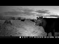 Cow Cam 2019 Highlights 1