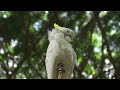 World OF Birds / HD Video / Nature Birds ....