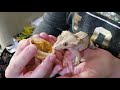 Bioactive Crested Gecko Vivarium | HE LOVES IT!