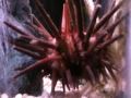 Sea Urchin