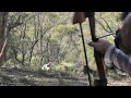 Traditional bowhunting nanny goats