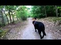 WALKING THE DOG