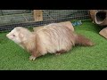 Discover Which Type of Ferret is Perfect for You!