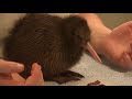 The world's cutest animal? - Baby Kiwi