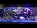 Feeding time in 22 gallon long saltwater aquarium