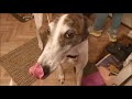 What life is really like with Greyhounds!