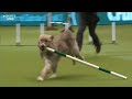 Hilarious Rescue dog Kratu steals the show (and a pole)!