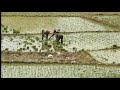 History of rice cultivation