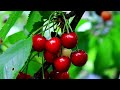 Cherry Fruit C0l0ring Drawing Painting f0r Kids and T0ddlers | Super Art Studium | Coolay