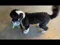 Puppy to Adult | Mini Sheepadoodle 2 Months to 2 and Half Years