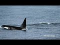 Transient Orca Encounter from November 4th 2017