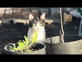 21 minutes of hanging with the kittens in the greenhouse